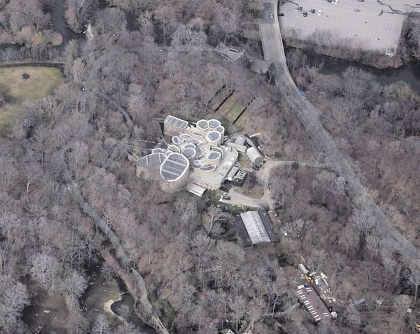 bronx: jungle world